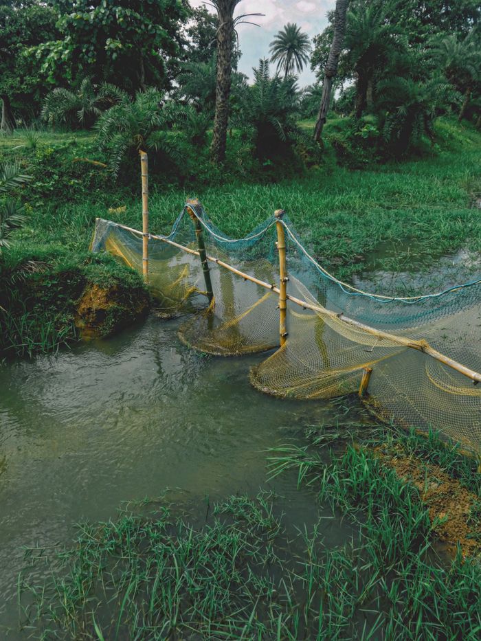 A peaceful wetland with fishing nets, vibrant greenery, and palm trees, creating a tropical feel.